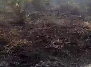 BPBD Batanghari Gencar Sosialisasikan Jaga Hutan dan Cegah Karhutla