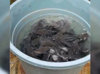 Budidaya Ikan Lele dalam Ember: Solusi Pangan dan Pendapatan di Pekarangan Rumah