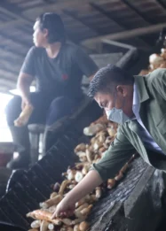 Gubernur Sumsel Dorong Industri Lokal lewat Pabrik Tapioka, Upaya Hilirisasi Komoditas Ubi Kayu