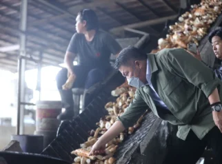 Gubernur Sumsel Dorong Industri Lokal lewat Pabrik Tapioka, Upaya Hilirisasi Komoditas Ubi Kayu