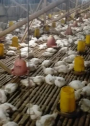Harga Daging Ayam Potong di Situbondo Terus Membaik: Analisis Pasokan, Dampak pada Peternak, dan Implikasi bagi Konsumen