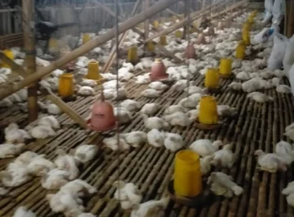 Harga Daging Ayam Potong di Situbondo Terus Membaik: Analisis Pasokan, Dampak pada Peternak, dan Implikasi bagi Konsumen
