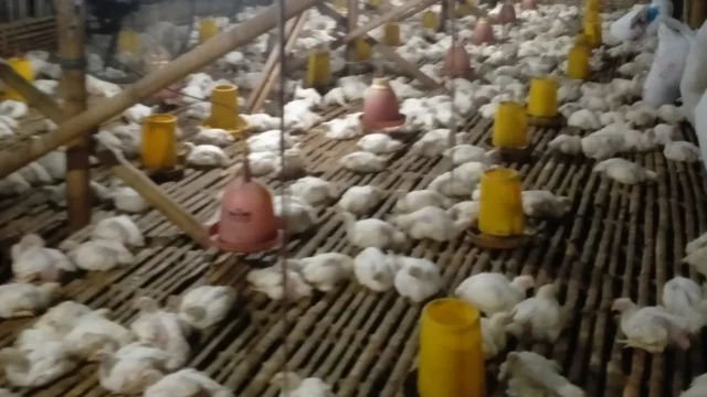 Harga Daging Ayam Potong di Situbondo Terus Membaik: Analisis Pasokan, Dampak pada Peternak, dan Implikasi bagi Konsumen