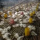 Harga Daging Ayam Potong di Situbondo Terus Membaik: Analisis Pasokan, Dampak pada Peternak, dan Implikasi bagi Konsumen