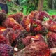 Harga Tandan Buah Segar Sawit Jambi Naik, Petani Masih Terpuruk di Bawah Harga Acuan Pemerintah