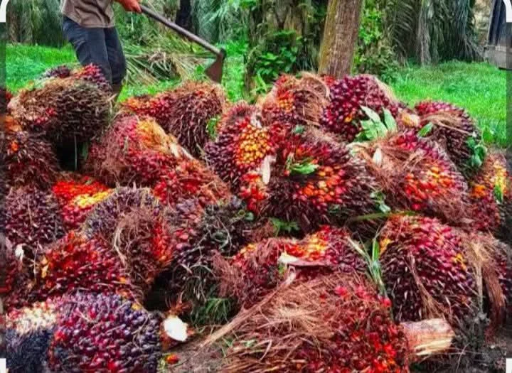 Harga Tandan Buah Segar Sawit Jambi Naik, Petani Masih Terpuruk di Bawah Harga Acuan Pemerintah