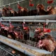 Harga Telur Anjlok, Lisdyarita Imbau ASN Ponorogo Beli Telur Lokal