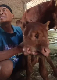 Hebohkan Warga, Anak Sapi Bermata Tiga Lahir di Magetan