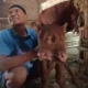 Hebohkan Warga, Anak Sapi Bermata Tiga Lahir di Magetan