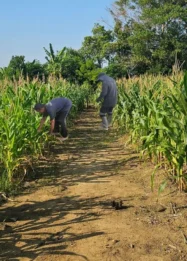 Jagung Hibrida Budidaya Lapas Pangkalpinang Siap Dipanen Akhir Juli