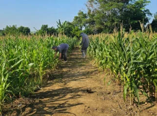 Jagung Hibrida Budidaya Lapas Pangkalpinang Siap Dipanen Akhir Juli