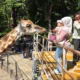 Kebun Binatang Surabaya Tembus 240 Ribu Pengunjung, Fenomena Wisata Pendidikan dan Hiburan di Era Modern