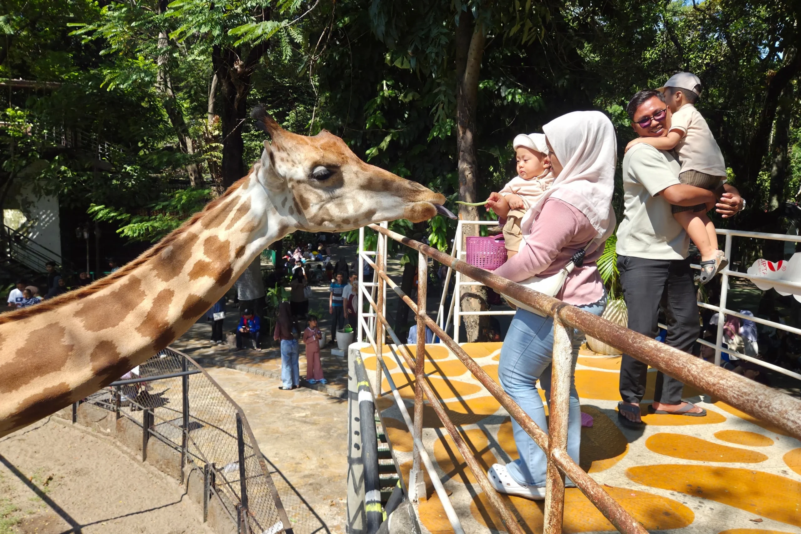 Kebun Binatang Surabaya Tembus 240 Ribu Pengunjung, Fenomena Wisata Pendidikan dan Hiburan di Era Modern