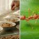 Koki Michelin Star Terancam Penjara karena Sajikan 49.000 Semut Ilegal di Menu