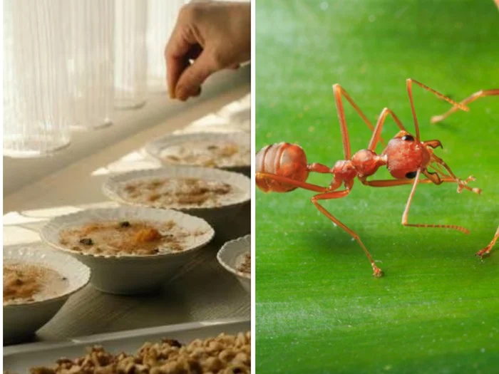 Koki Michelin Star Terancam Penjara karena Sajikan 49.000 Semut Ilegal di Menu