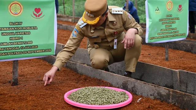 Kopi Humbahas: Andalan Petani dan Motor Ekonomi Daerah