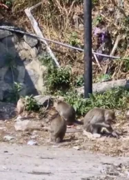 Krisis Pangan di Hutan Wilis: Ratusan Kera Ekor Panjang Kembali Turun ke Ponorogo