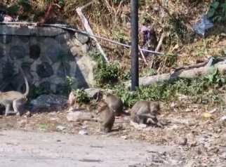 Krisis Pangan di Hutan Wilis: Ratusan Kera Ekor Panjang Kembali Turun ke Ponorogo