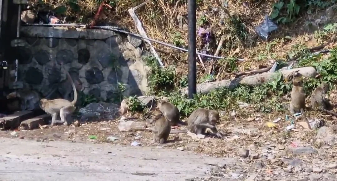 Krisis Pangan di Hutan Wilis: Ratusan Kera Ekor Panjang Kembali Turun ke Ponorogo