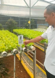 Lapas Kelas I Bandar Lampung Produksi Sayuran Hidroponik 25 Kilogram per Hari: Inovasi Pembinaan dan Kontribusi Ekonomi Lokal