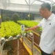 Lapas Kelas I Bandar Lampung Produksi Sayuran Hidroponik 25 Kilogram per Hari: Inovasi Pembinaan dan Kontribusi Ekonomi Lokal