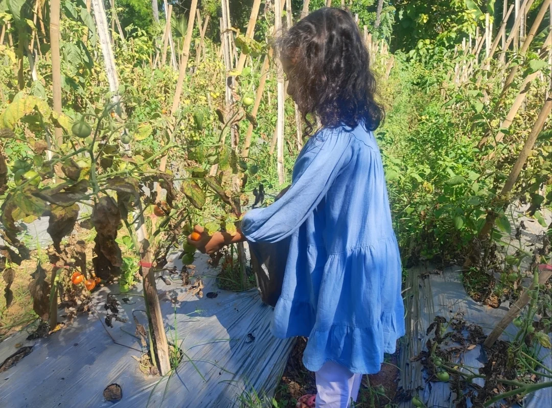 Liburan Edukatif Belajar Bertani Sambil Memetik Tomat di Kebun