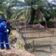 Medco EP Kembangkan Budidaya Lele di Musi Banyuasin, Dorong Ekonomi Warga Muba