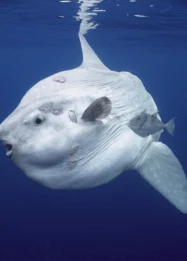 Menakjubkan! Paus Pembunuh Hantam Ikan Sunfish Berat 2 Ton hingga Meledak, Ini Videonya