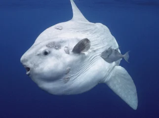 Menakjubkan! Paus Pembunuh Hantam Ikan Sunfish Berat 2 Ton hingga Meledak, Ini Videonya