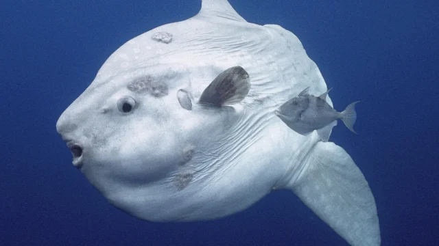 Menakjubkan! Paus Pembunuh Hantam Ikan Sunfish Berat 2 Ton hingga Meledak, Ini Videonya