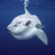 Menakjubkan! Paus Pembunuh Hantam Ikan Sunfish Berat 2 Ton hingga Meledak, Ini Videonya