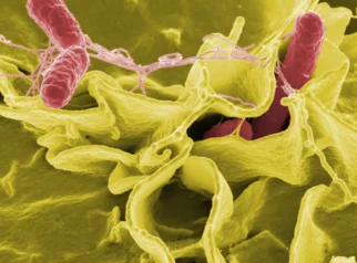 Mengenal Bakteri Salmonella: Cara Penyebaran, Risiko Kesehatan, dan Upaya Pencegahan Nasional