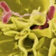 Mengenal Bakteri Salmonella: Cara Penyebaran, Risiko Kesehatan, dan Upaya Pencegahan Nasional
