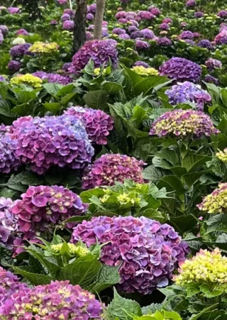 Mengenal Bunga Hortensia, Tanaman Hias dengan Warna yang Penuh Makna