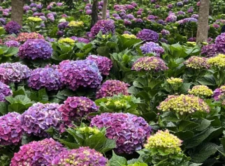 Mengenal Bunga Hortensia, Tanaman Hias dengan Warna yang Penuh Makna