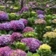 Mengenal Bunga Hortensia, Tanaman Hias dengan Warna yang Penuh Makna