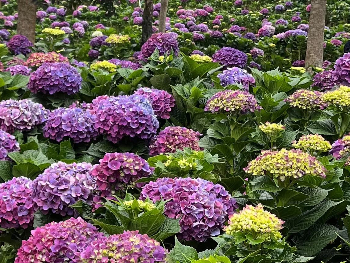 Mengenal Bunga Hortensia, Tanaman Hias dengan Warna yang Penuh Makna