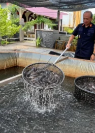 Panen Perdana Lele di Lapas Meulaboh Capai 358 Kg, Langkah Strategis Kemandirian WBP