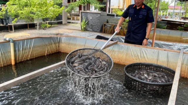 Panen Perdana Lele di Lapas Meulaboh Capai 358 Kg, Langkah Strategis Kemandirian WBP
