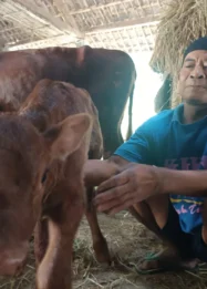 Pemilik Anak Sapi Bermata Tiga di Magetan Tolak Tawaran Rp1 Miliar, Pilih Rawat Sendiri