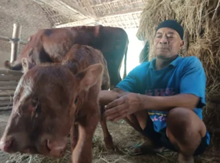 Pemilik Anak Sapi Bermata Tiga di Magetan Tolak Tawaran Rp1 Miliar, Pilih Rawat Sendiri