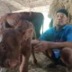 Pemilik Anak Sapi Bermata Tiga di Magetan Tolak Tawaran Rp1 Miliar, Pilih Rawat Sendiri