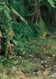 Pemkot Pekanbaru Perketat Aturan Buang Sampah: LPS Diminta Tingkatkan Pengawasan