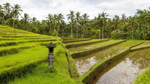Perda Bali No.4/2026 Perketat Alih Fungsi Lahan, Lindungi Ekosistem Subak dan Kedaulatan Pangan