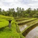 Perda Bali No.4/2026 Perketat Alih Fungsi Lahan, Lindungi Ekosistem Subak dan Kedaulatan Pangan