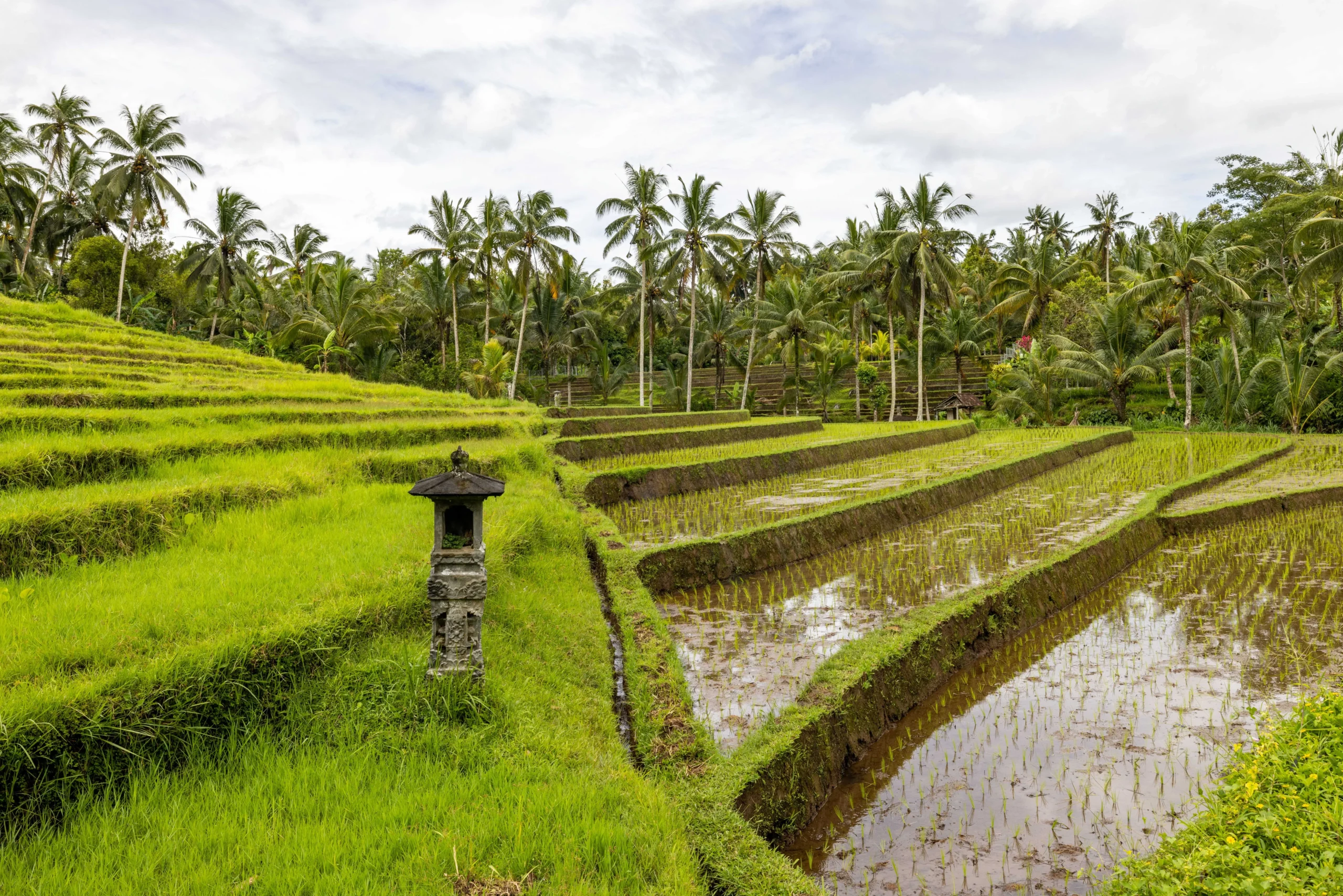 Perda Bali No.4/2026 Perketat Alih Fungsi Lahan, Lindungi Ekosistem Subak dan Kedaulatan Pangan