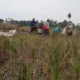 Petani Lumajang Beralih Tanam Jagung Hadapi Wereng