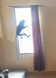 Petugas Damkar Evakuasi Dua Ekor Lutung Kelabu di Jambi: Tantangan Penanganan Satwa Liar di Perkotaan