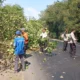 Pohon Waru Tumbang Menutup Jalur Pantura Situbondo: Kronologi, Dampak, dan Upaya Penanggulangan