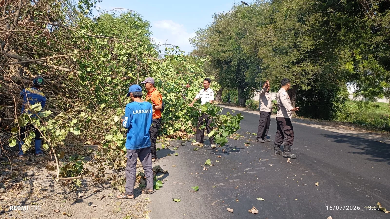 Pohon Waru Tumbang Menutup Jalur Pantura Situbondo: Kronologi, Dampak, dan Upaya Penanggulangan